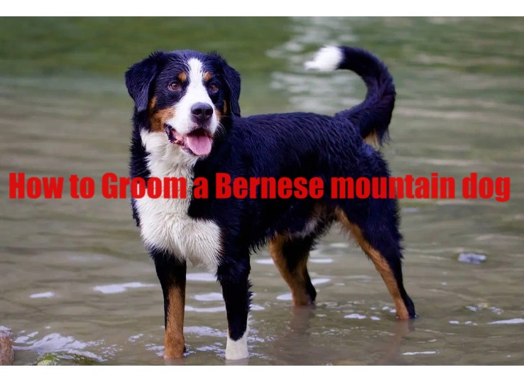 How-to-Groom-a-Bernese-mountain-dog