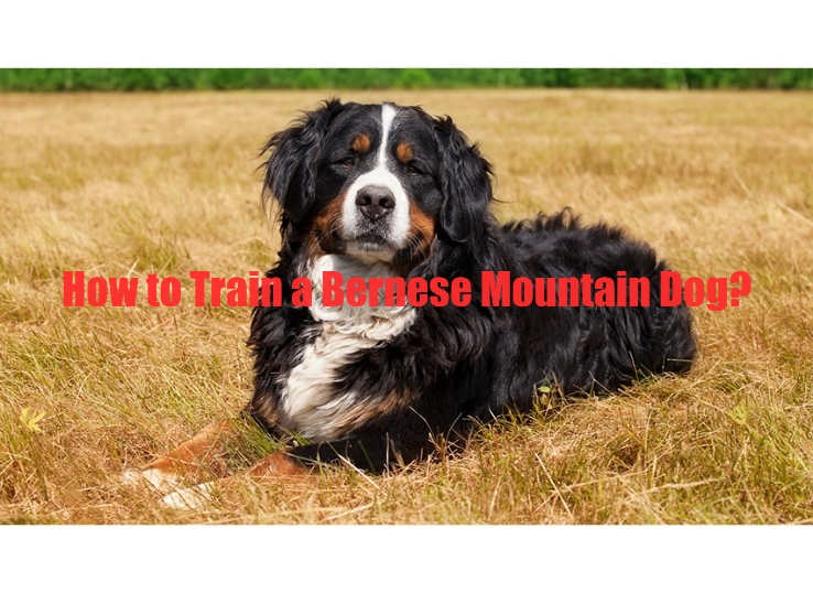 How to Train a Bernese Mountain Dog? (New Guide)