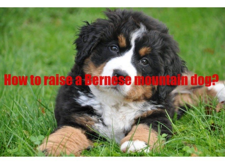 How to raise a Bernese mountain dog