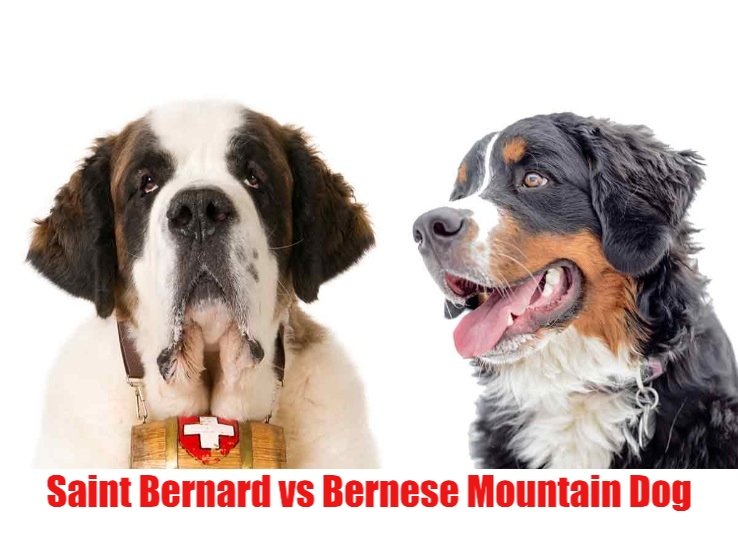 Saint Bernard vs Bernese Mountain Dog: 8 Main Differences