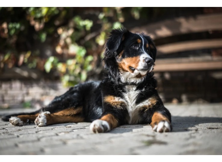 Shaving-Bernese-mountain-dog