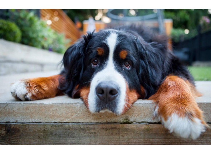 Ways-to-Retain-Your-Bernese-Mountain-Dog-Puppy-Happy-When-Alone