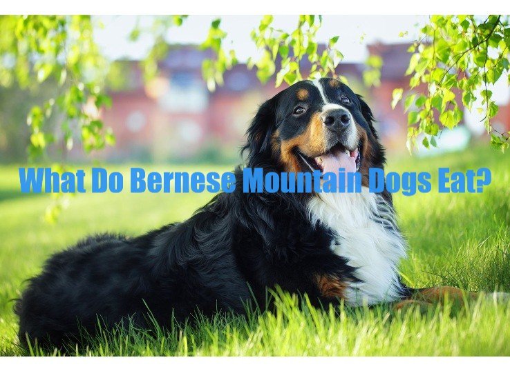 What Do Bernese Mountain Dogs Eat? (New Guide)