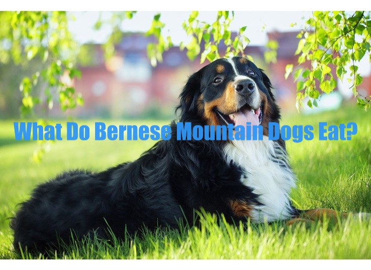 What-Do-Bernese-Mountain-Dogs-Eat