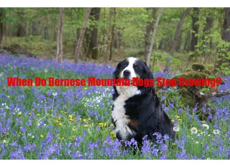 When Do Bernese Mountain Dogs Stop Growing? (New Guide in 2023)