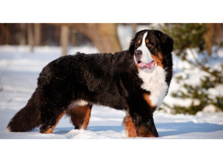 bernese-mountain-dog-2