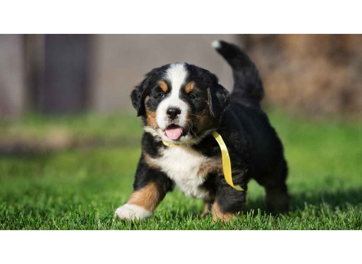 bernese-mountain-dog-puppy-names