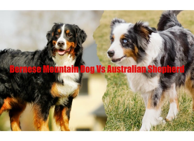 All About Bernese Mountain Dog Australian Shepherd Mix in 2024