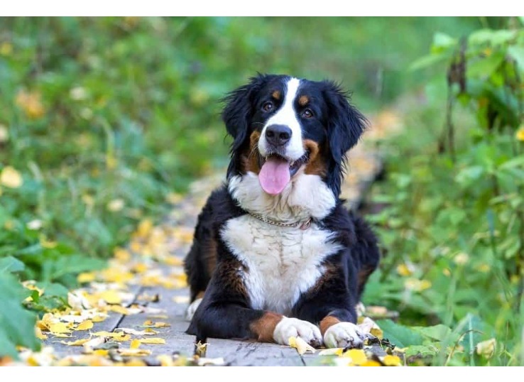 bernese-mountian-dog