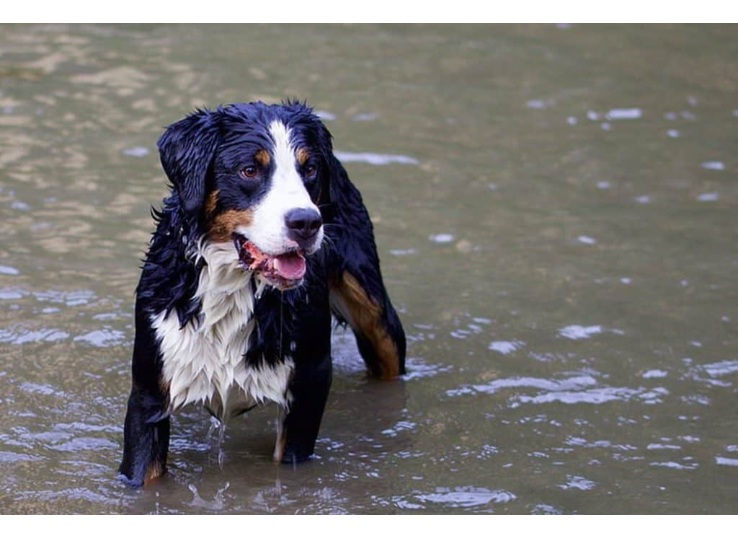 can bernese swim