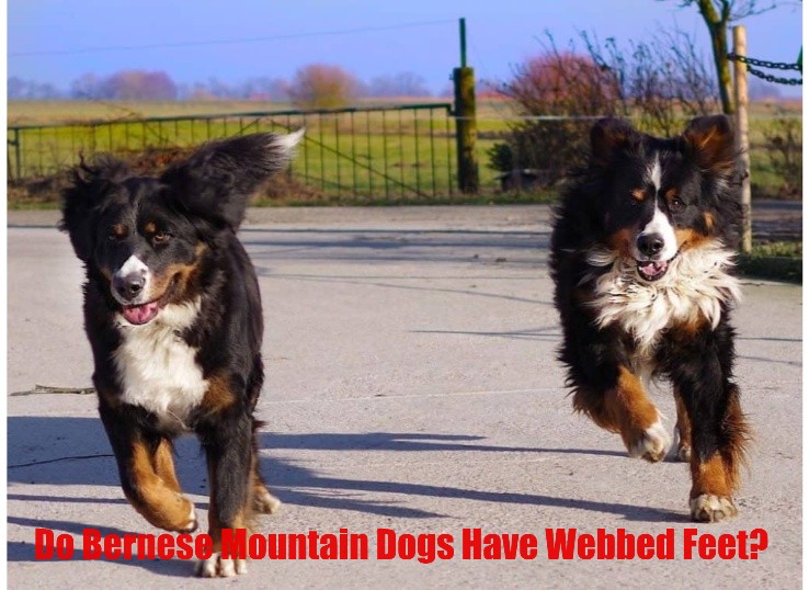 Do Bernese Mountain Dogs Have Webbed Feet? (New Guide in 2024)