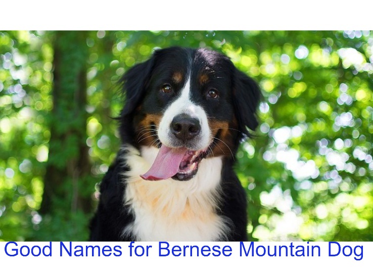 200+ Good Names for Bernese Mountain Dog