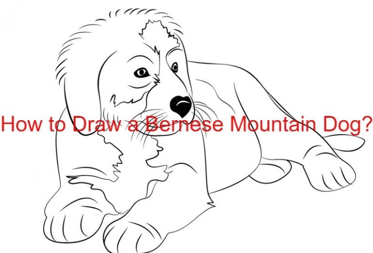 How to Draw a Bernese Mountain Dog? 9 Easy Steps