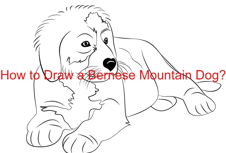 how-to-draw-a-bernese-mountian-dog