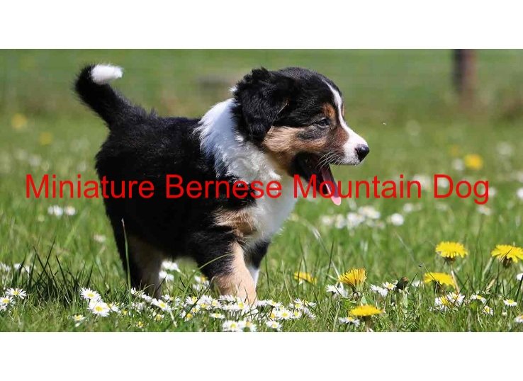 miniature bernese mountain dog
