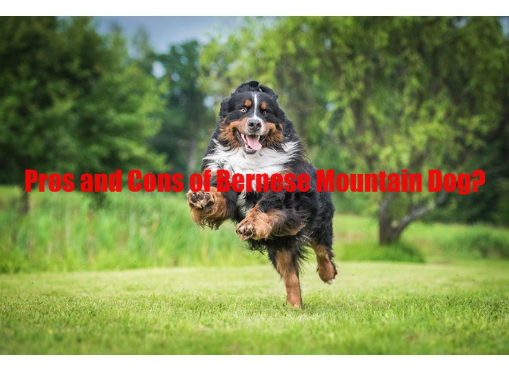 13 Pros and Cons of Bernese Mountain Dog