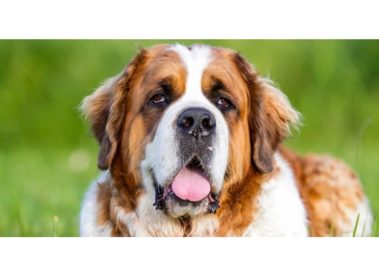 saint bernard