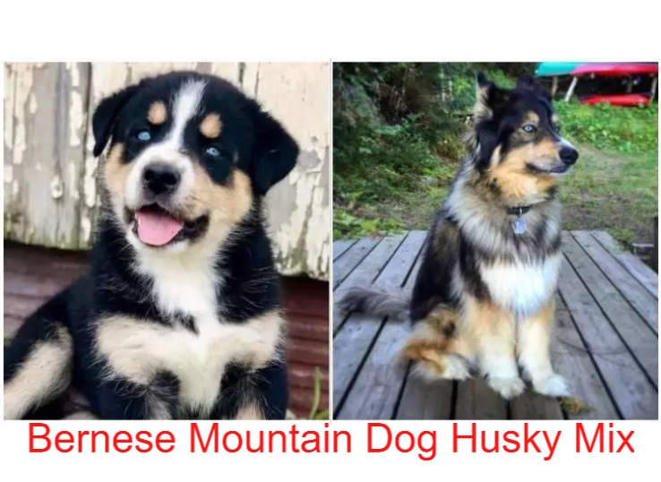 Bernese Mountain Dog Husky Mix: 6 Main Characteristics  