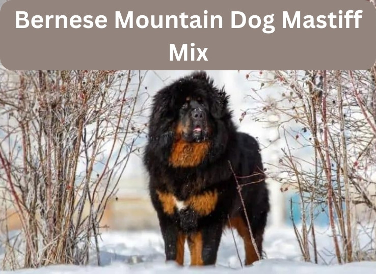 Bernese Mountain Dog Mastiff