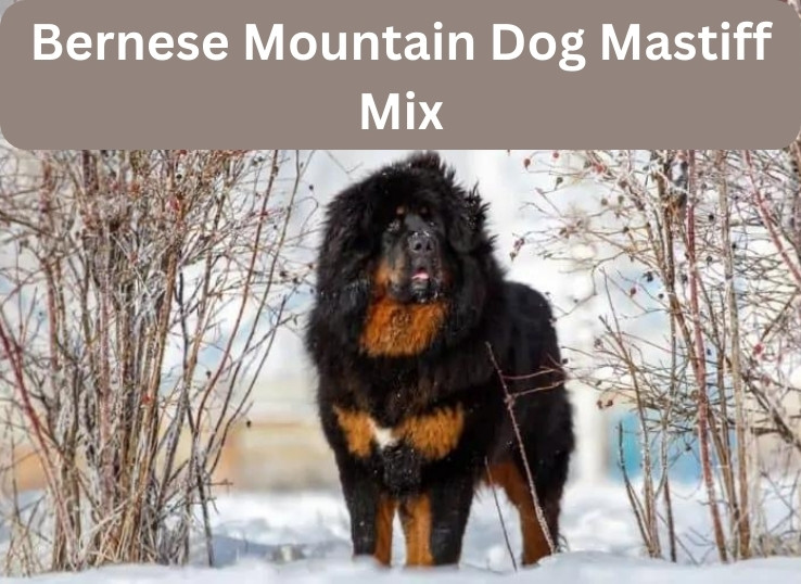 Bernese-Mountain-Dog-Mastiff-Mix