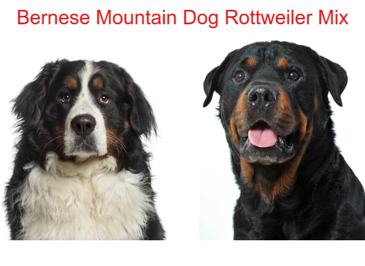 Bernese Mountain Dog Rottweiler Mix: Top 9 Characteristics