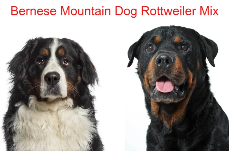 Bernese-Mountain-Dog-Rottweiler-Mix