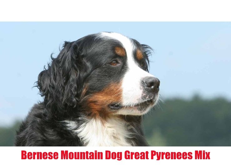 Bernese mountain dog Great pyrenees