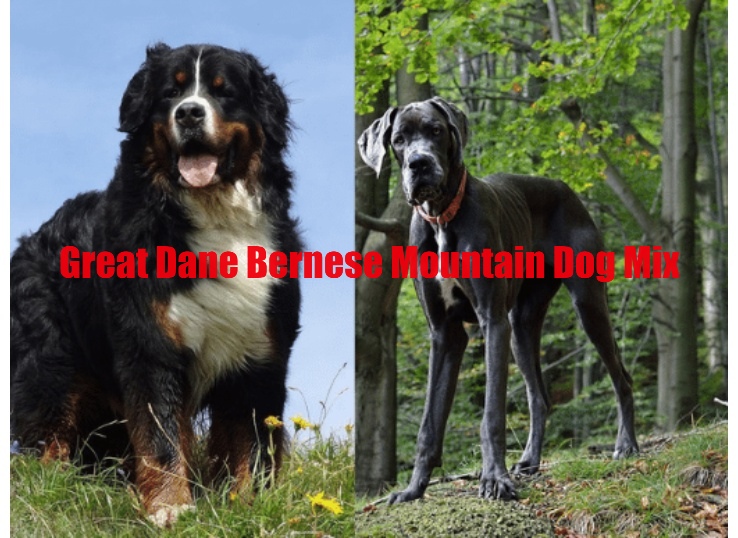 Great Dane Bernese mountain dog