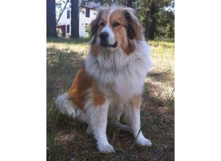 Great-Pyrenees-Bernese-mountain-dog