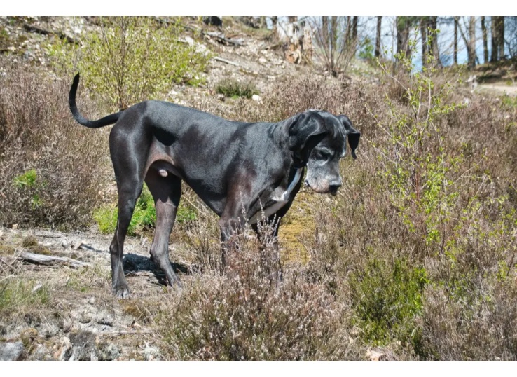 Great Dane Bernese Mountain Dog Mix: 9 Best features - Animal Pedias