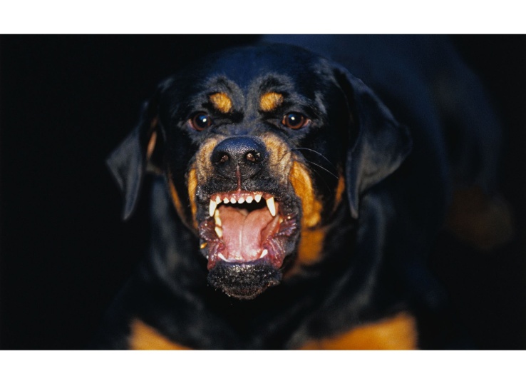 rottweiler attacking