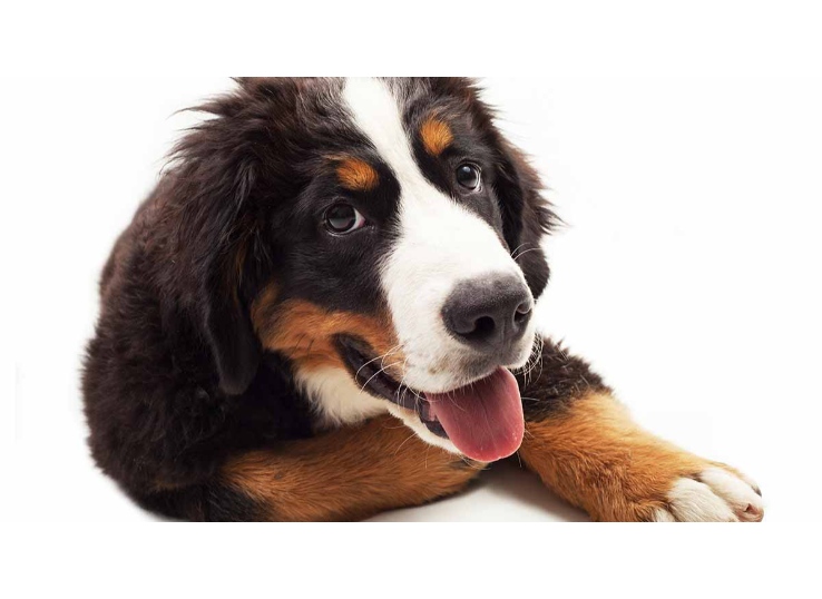 the-great-bernese