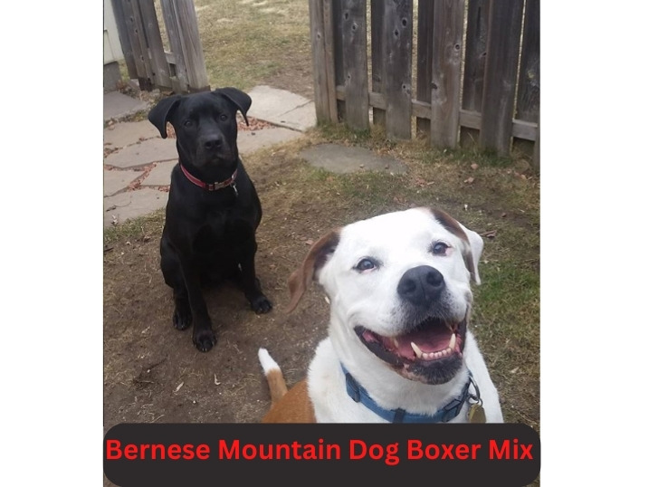 Bernese Mountain Dog Boxer Mix: 7 Eye-Opening Things You Must know