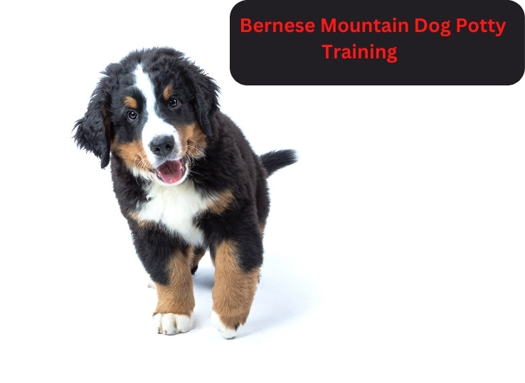 Bernese Mountain Dog Potty Training