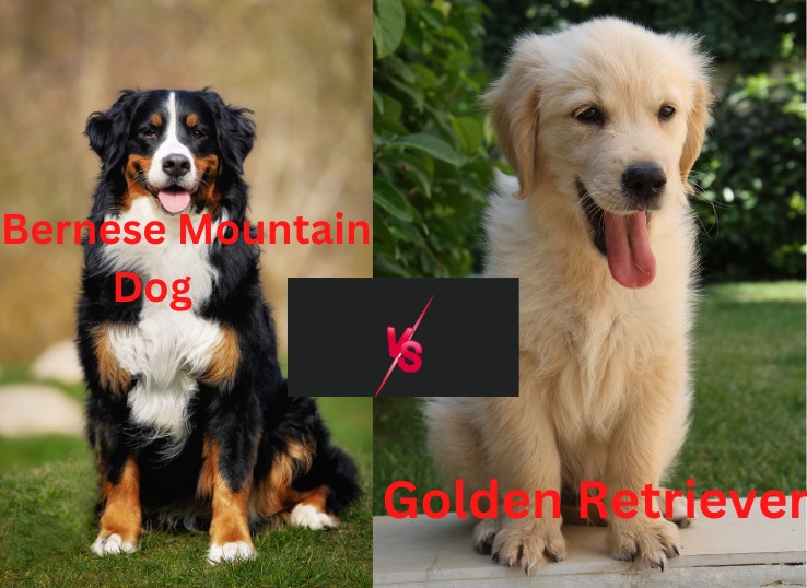 Bernese Mountain Dog vs Golden Retriever: (Comparison and More)