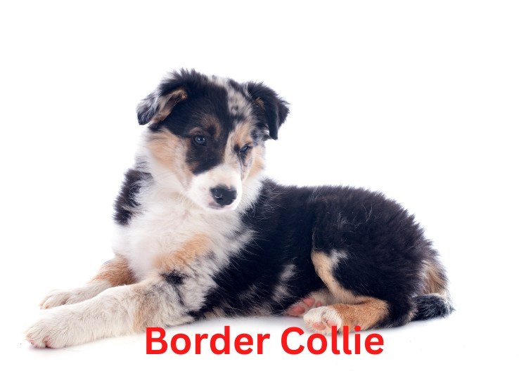 Border-Collie