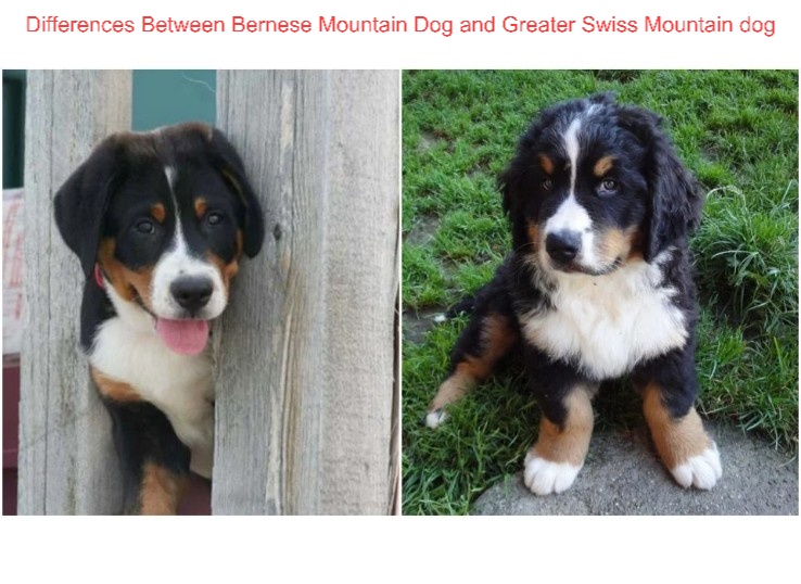 Difference Between Bernese Mountain Dog and Greater Swiss Mountain dog