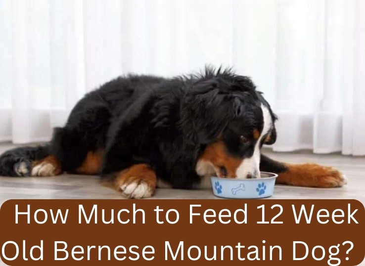 How Much to Feed 12 Week Old Bernese Mountain Dog? (Stunning Guide)