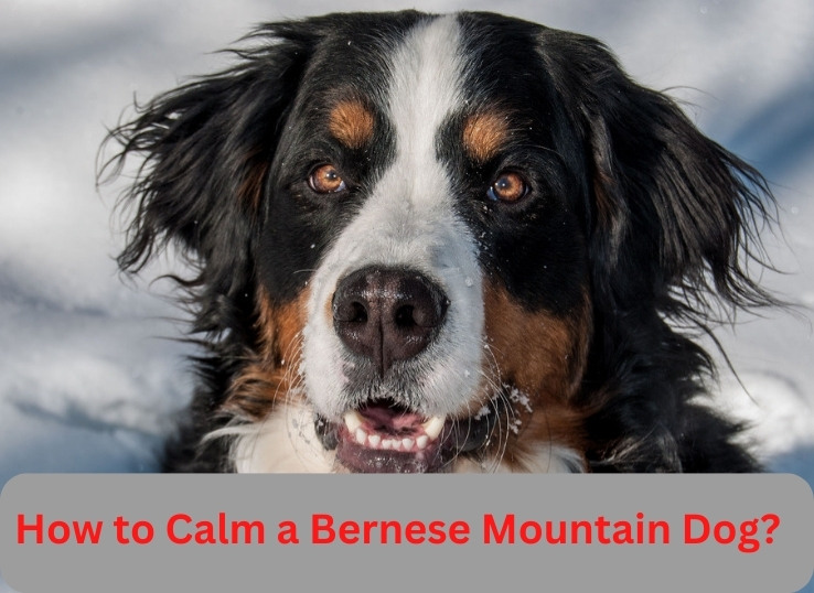 How to Calm a Bernese Mountain Dog? 7 ways to cure Anxiety