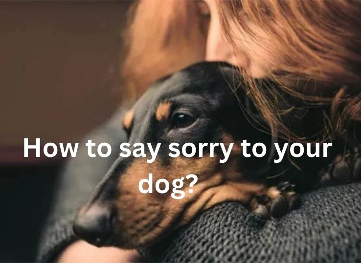 How to say sorry to your dog