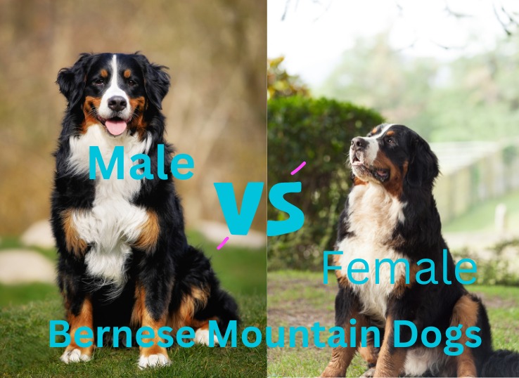Male vs Female Bernese Mountain Dogs