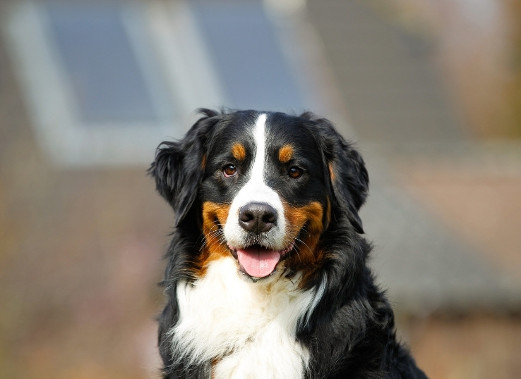 bernese-mountain-dog