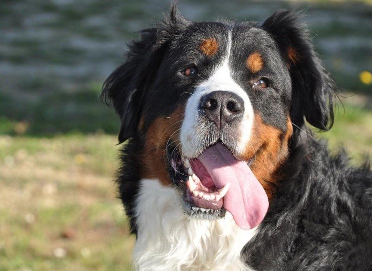 curing-bernese-mountain-dog-anxiety