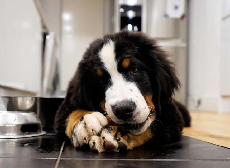 feeding-bernese-mountian-dog