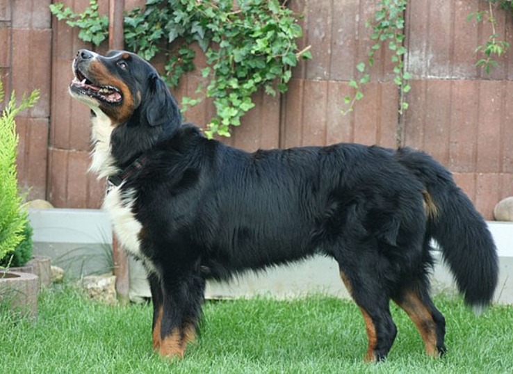 female bernese