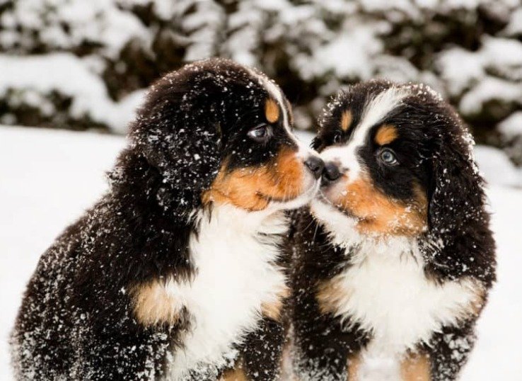 male and femnale bernese
