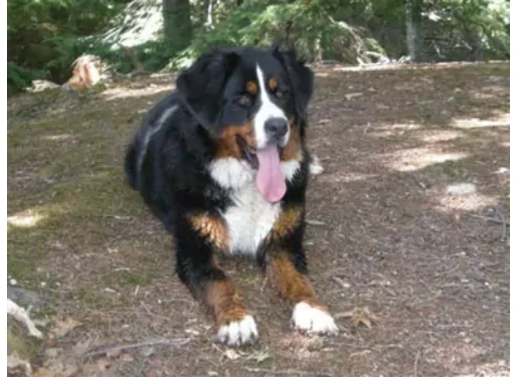 A.K.A-Bernese-Mt.-DogTracy-Bolman-in-Michigan