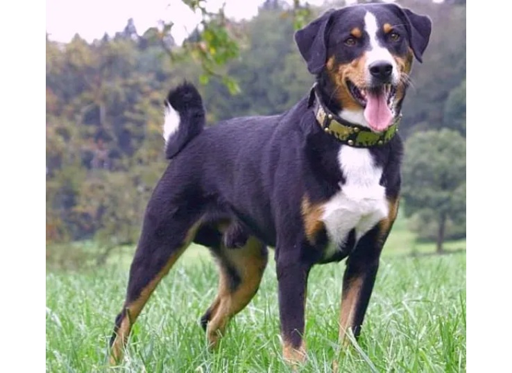 Appenzeller-Sennenhund