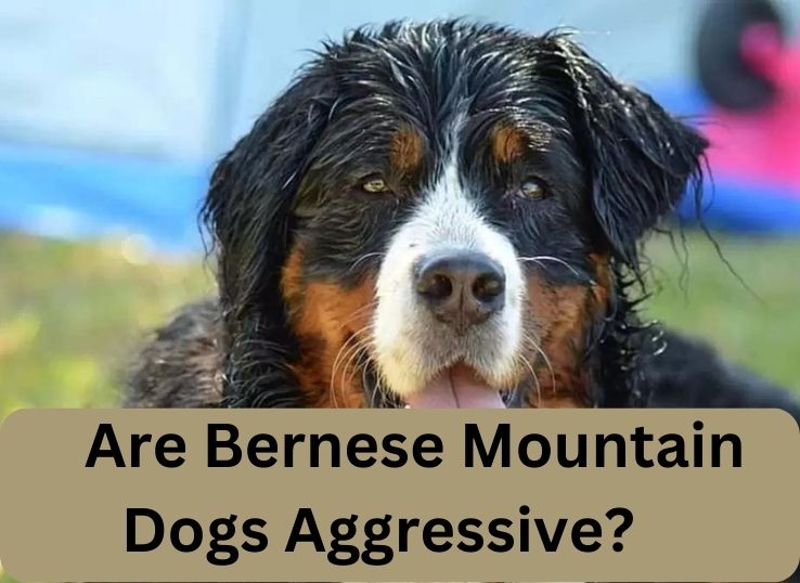 Are Bernese Mountain Dogs Aggressive? 4 Reasons