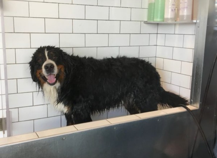 Bathing a Bernese Mountain Dog